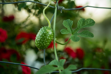 Cackrey maroon cucumber on fence