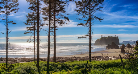 Ruby Beach landscape with some silhouetted conifers in the foreground on a sunny day, Olympic National Park, Washington state, USA.