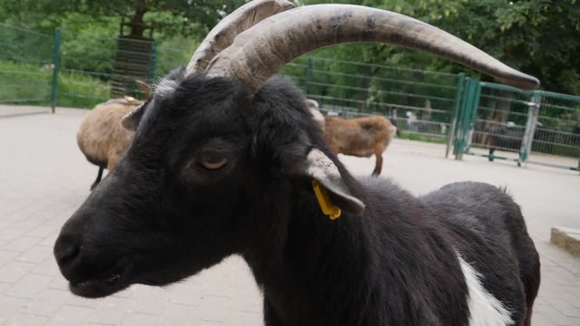 Close up of goats face