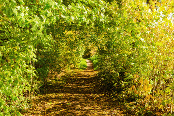 forest path with autumnal colored trees