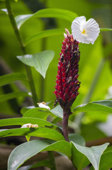 Obraz premium Flowering Ginger
