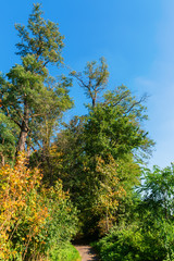 forest path with autumnal colored trees