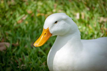 Close up portrait on a pekin duck sitting in grass with eyes open on a sunny day in Florida.