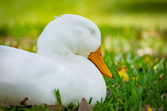 Close up portrait on a adorable pekin duck sitting in grass with eyes closed/sleeping on a sunny day in Florida.