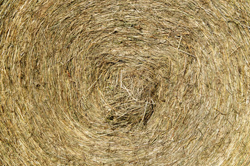 Heu mit einer Rundballenpresse gepresst