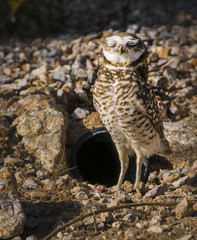 Burrowing Owl