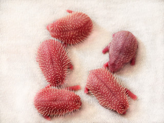 Five red newborn African pygmy hedgehogs, also called baby or fancy hedgehogs, on white background. Four baby hedgehogs already have soft white spines, and one still does not.