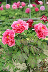Fototapeta premium 牡丹の花