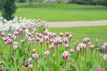 Tulips blossom in Hyde Park