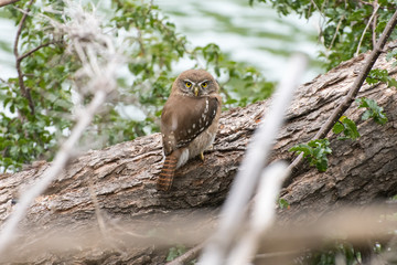 Chuncho sitting on a fallen tree trunk near Laguna Escondida