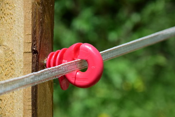 Isolator eines elektrischen Weidezaunes in Südtirol