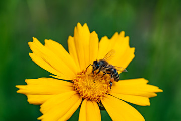 Coreopsis. Yellow bright flowers. A bee collecting nectar.