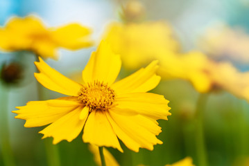 Star tickseed yellow flower. Coreopsis pubescens in garden.