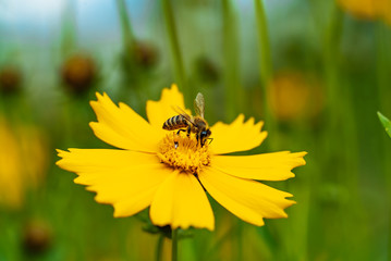 Coreopsis. Bee collecting nectar on yellow flower, soft focus.