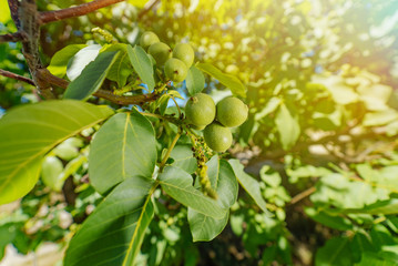 Green, unripe walnuts with natural background