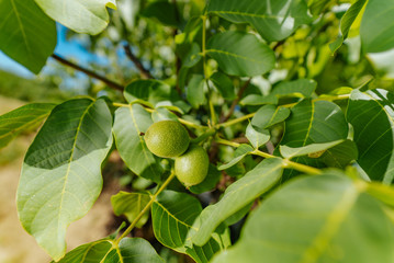 Two green walnut growing on a tree branch close up.