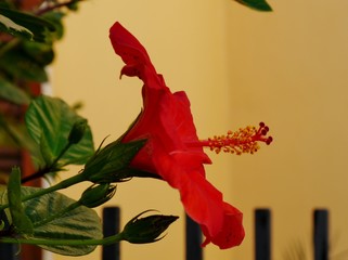Hibiskusblüte von der Seite © Clarini