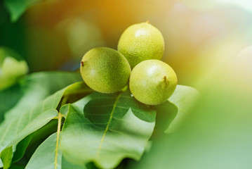 Green walnut young fruits ripening on the tree with leaves