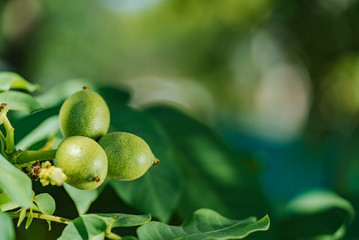 Green walnuts growing on a tree. Walnut tree.