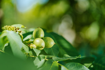 Green walnuts on a tree branch. Walnut Tree Grow waiting to be harvested