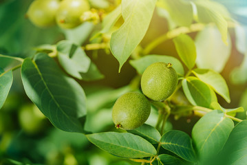 Green walnuts growing on a tree with rays of bright sun. Concept of growing.