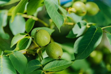Green fruit of the walnut on the branch. Walnut tree.