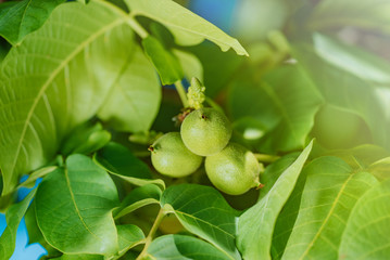Green fruit of the walnut on the branch. Background of green leaves and walnuts