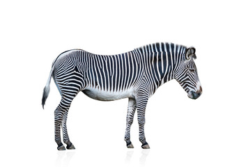 Fototapeta na wymiar Zebra isolated on white