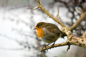 Robin with it's feathers fluffed up sat on a branch