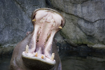 hippopotamus opens its mouth in a wide gaping yawn (captive)