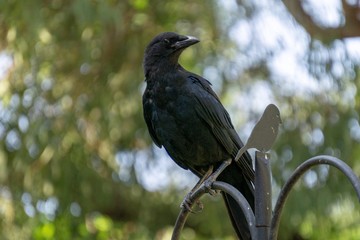 Young Crow in Garden