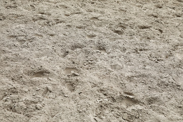 sable