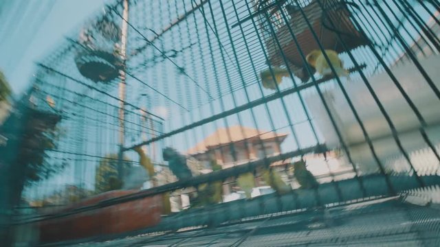 Video of parrot birds in the cage on the traditonal market in Bali, Indonesia