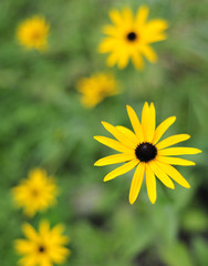 Close up of yellow flowers. Rudbeckia Hirta (Black Eyed Susan)
