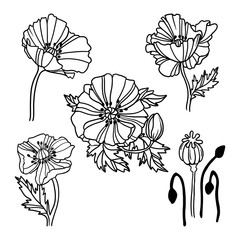 Set of linear poppy flowers. Vector illustration