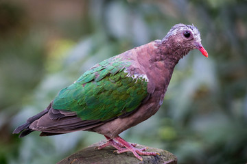 HK Park - Bird 3