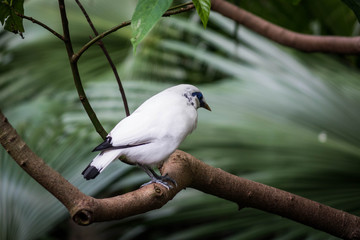 HK Park - Bird 2
