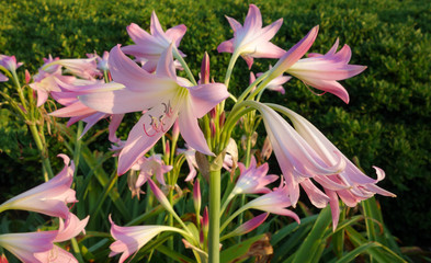 Pink lilies in the morning