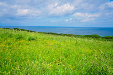 Fototapeta na wymiar Green rural Cornish hillside meadow