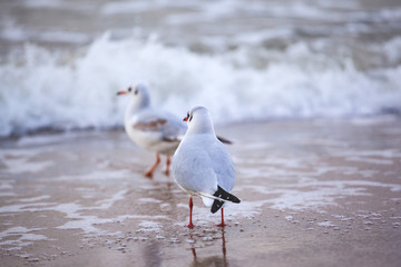 A flock of seagulls on the beach