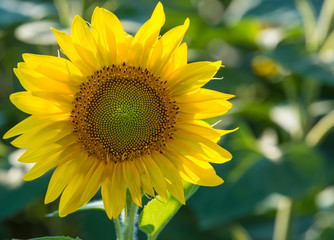 Nicef yellow sunflower