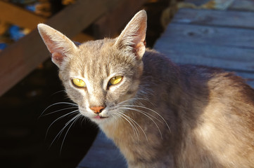gray cat lynx with big ears and yellow eyes is lying looking homeless in the sun