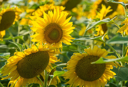 Nicef yellow sunflower