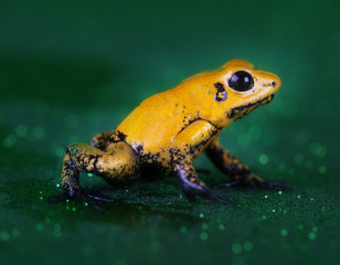 phylobates terribilis