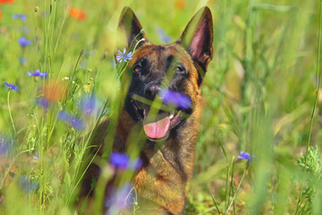 The portrait of a Belgian Shepherd dog Malinois posing outdoors in a green grass with cornflowers in hot summer
