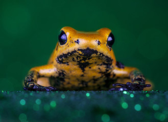 phylobates terribilis