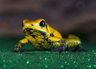 phylobates terribilis