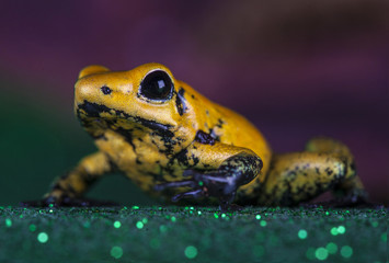 phylobates terribilis