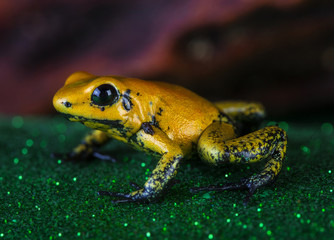 phylobates terribilis