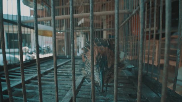 Video of small brown bird in the cage on the traditonal market in Bali, Indonesia